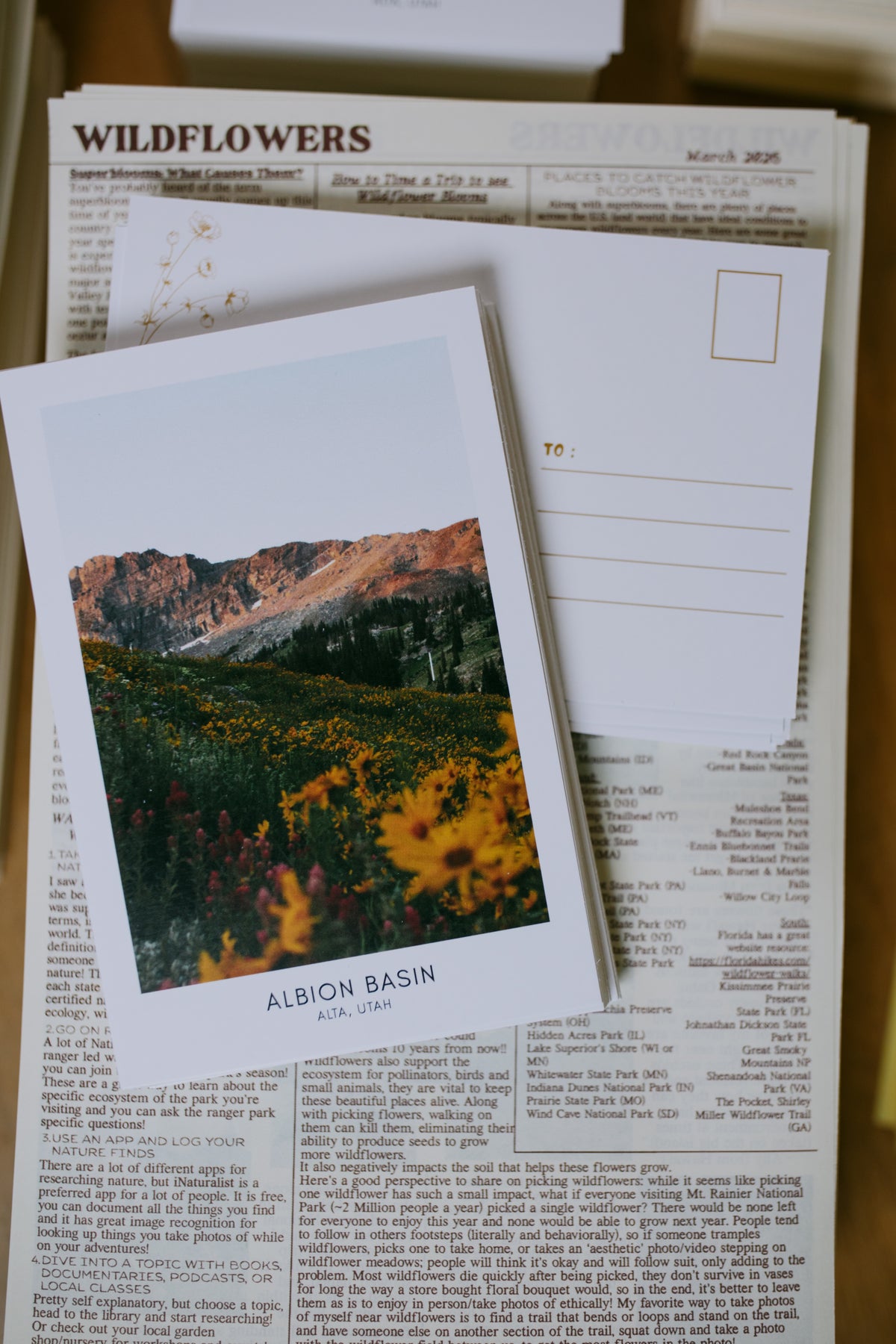 Wildflowers: March 2026 Archive